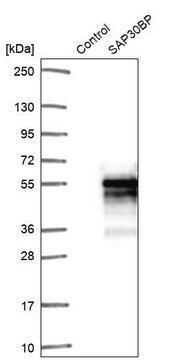 Anti-SAP30BP antibody produced in rabbit Prestige Antibodies&#174; Powered by Atlas Antibodies, affinity isolated antibody, buffered aqueous glycerol solution