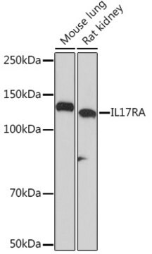 Anti-IL17RA Antibody, clone 6Q2U9, Rabbit Monoclonal