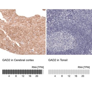 Monoklonalny anty-GAD2 Prestige Antibodies&#174; Powered by Atlas Antibodies, clone CL2736, purified immunoglobulin, buffered aqueous glycerol solution