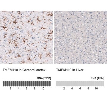 Monoclonal Anti-TMEM119 antibody produced in mouse Prestige Antibodies&#174; Powered by Atlas Antibodies, clone CL8714, purified immunoglobulin, buffered aqueous glycerol solution