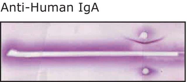 抗ヒトIgA（&#945;-鎖特異的） ウサギ宿主抗体 IgG fraction of antiserum, buffered aqueous solution