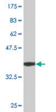 Monoclonal Anti-ETF1, (C-terminal) antibody produced in mouse clone 2H4, purified immunoglobulin, buffered aqueous solution