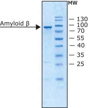 Amyloid Precursor Protein &#946;, Secreted human recombinant, expressed in E. coli (N-terminal histidine tagged), solution