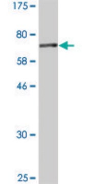 Monoclonal Anti-MRPS22 antibody produced in mouse clone 1E1, purified immunoglobulin, buffered aqueous solution