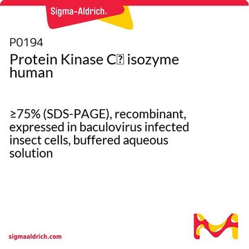 Protein Kinase&#160;C&#950; isozyme human &#8805;75% (SDS-PAGE), recombinant, expressed in baculovirus infected insect cells, buffered aqueous solution