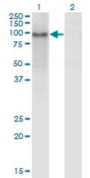 ANTI-ZNF41 antibody produced in mouse clone 2C5, purified immunoglobulin, buffered aqueous solution