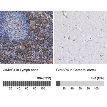 抗GIMAP4抗体 ウサギ宿主抗体 Prestige Antibodies&#174; Powered by Atlas Antibodies, affinity isolated antibody, buffered aqueous glycerol solution, Ab2