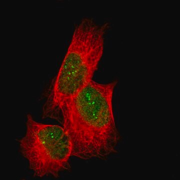 Monoclonal Anti-Cdk19 Antibody Produced In Mouse Prestige Antibodies&#174; Powered by Atlas Antibodies, clone CL14114, affinity isolated antibody, buffered aqueous glycerol solution