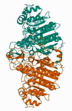 Amino-terminal Met-FLAG-BAP&#8482; Fusion Protein