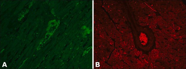 抗ビンキュリン ウサギ宿主抗体 affinity isolated antibody, buffered aqueous solution