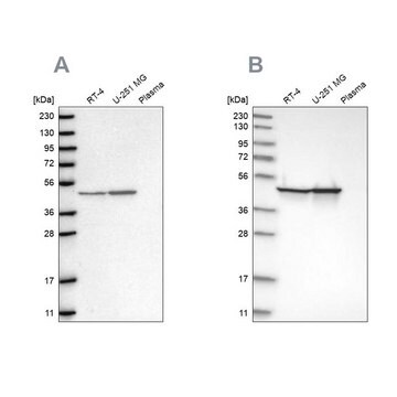 Anti-FH antibody produced in rabbit Prestige Antibodies&#174; Powered by Atlas Antibodies, affinity isolated antibody, buffered aqueous glycerol solution, ab3