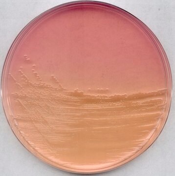 GranuCult&#174;-Endo-Agar for Escherichia coli, for coliforms, suitable for microbiology