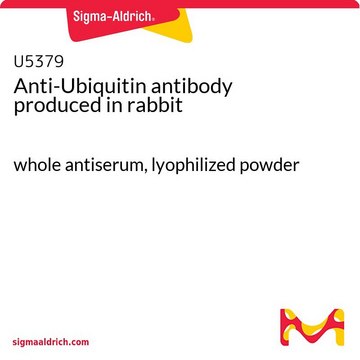 Anti-Ubiquitin antibody produced in rabbit whole antiserum, lyophilized powder