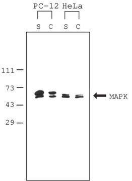 Mammalian Cell Lysis Kit