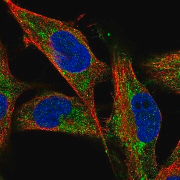 Anti-NDUFV1 antibody produced in rabbit Prestige Antibodies&#174; Powered by Atlas Antibodies, affinity isolated antibody