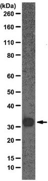 Anti-Gemin2 Antibody, clone 2E17 clone 2E17, from mouse