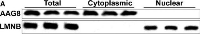 抗SIGMAR1 ウサギ宿主抗体 Prestige Antibodies&#174; Powered by Atlas Antibodies, affinity isolated antibody, buffered aqueous glycerol solution