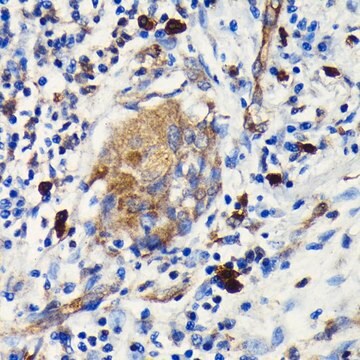 Anti-Argonaute-2 antibody produced in rabbit