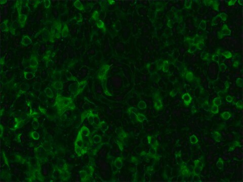 抗ニワトリIgY (IgG) (全分子)&#8722;FITC ウサギ宿主抗体 affinity isolated antibody, buffered aqueous solution