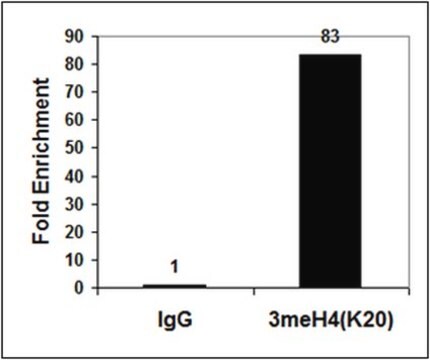 Anticuerpo anti-trimetil-histona H4 (Lys20) from rabbit, purified by affinity chromatography