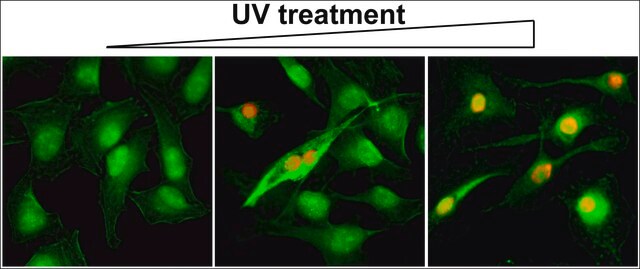 抗-Gamma H2AX (磷酸化-Ser139) 抗体，兔单克隆抗体 recombinant, expressed in HEK 293 cells, clone RM224, purified immunoglobulin