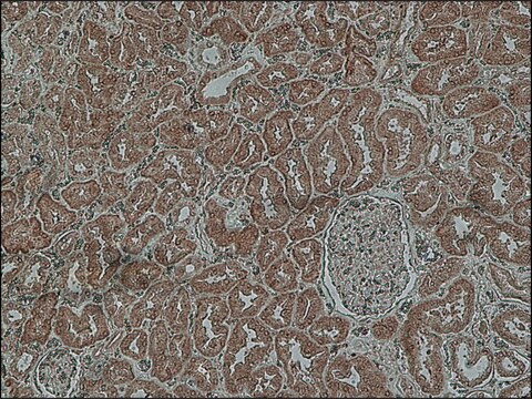 Anty-kopeptyna affinity isolated antibody