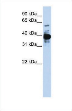 抗NFE2抗体 ウサギ宿主抗体 affinity isolated antibody