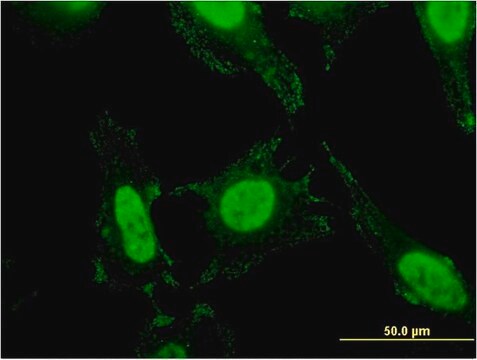 Monoclonal Anti-SLC4A1 antibody produced in mouse clone 2D5, purified immunoglobulin, buffered aqueous solution