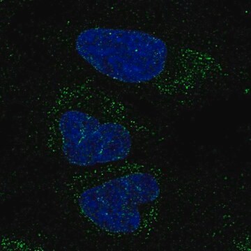 Anti-FXYD6-FXYD2 antibody produced in rabbit Prestige Antibodies&#174; Powered by Atlas Antibodies, affinity isolated antibody