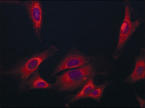 Anti-Coronin-1C (C-terminal) antibody produced in rabbit ~1.5&#160;mg/mL, affinity isolated antibody