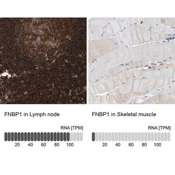 Anti-FNBP1 antibody produced in rabbit Prestige Antibodies&#174; Powered by Atlas Antibodies, affinity isolated antibody, buffered aqueous glycerol solution