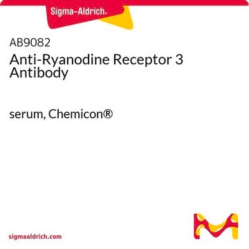 Anti-Ryanodin-Rezeptor-3-Antikörper serum, Chemicon&#174;