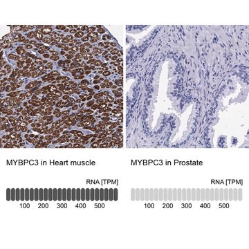 Anti-MYBPC3 antibody produced in rabbit Prestige Antibodies&#174; Powered by Atlas Antibodies, affinity isolated antibody, buffered aqueous glycerol solution