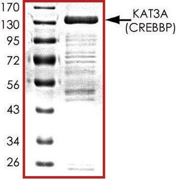 KAT3A (518-1207), GST tagged human recombinant, expressed in baculovirus infected Sf9 cells, &#8805;70% (SDS-PAGE), buffered aqueous glycerol solution