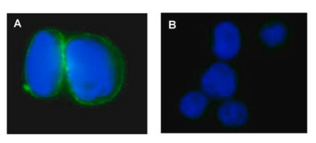 Anti-Na+/K+ ATPase &#945;-1 Antibody, clone C464.6, Alexa Fluor&#8482; 488 clone C464.6, Upstate&#174;, from mouse