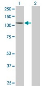 Monoclonal Anti-PLD1 antibody produced in mouse clone 2F3, purified immunoglobulin, buffered aqueous solution