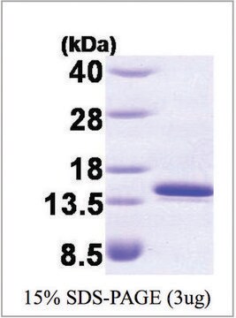 FKBP1a/FKBP12 human recombinant, expressed in E. coli, &#8805;95% (SDS-PAGE)