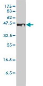 Monoclonal Anti-STEAP1 antibody produced in mouse clone 4F6-1F3, ascites fluid