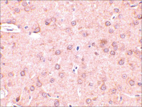 抗-Beclin-1 兔抗 affinity isolated antibody, buffered aqueous solution