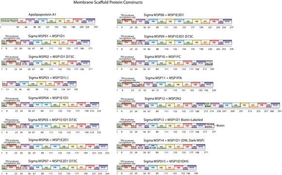 Membrane Scaffold Protein 1D1 recombinant, expressed in E. coli