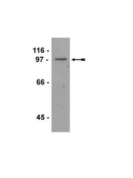 Anti-Glucocorticoid Receptor Antibody, clone FIGR clone FIGR, Upstate&#174;, from mouse