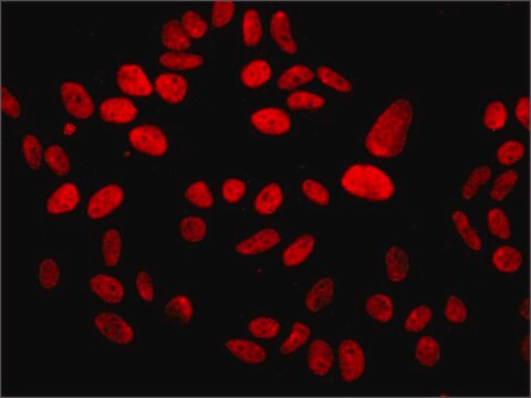 Anti-MDC1 antibody, Mouse monoclonal clone MDC1-50, purified from hybridoma cell culture