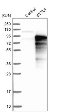 Anti-SYTL4 antibody produced in rabbit Ab1, Prestige Antibodies&#174; Powered by Atlas Antibodies, affinity isolated antibody, buffered aqueous glycerol solution