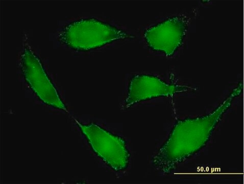 Anti-BSG antibody produced in mouse purified immunoglobulin, buffered aqueous solution