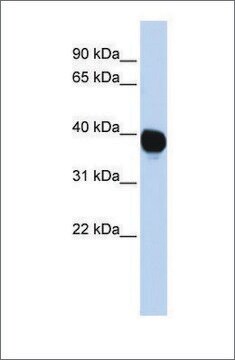 抗TPST2 ウサギ宿主抗体 affinity isolated antibody