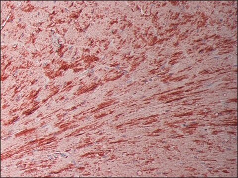 Przeciwciało przeciw koneksynie43, mysie monoklonalne clone CXN-6, hybridoma cell culture supernatant