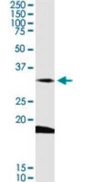 Anti-DARC antibody produced in rabbit purified immunoglobulin, buffered aqueous solution