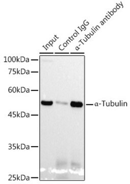 Anti-&#945;-Tubulin Antibody, clone 3P2D9, Rabbit Monoclonal