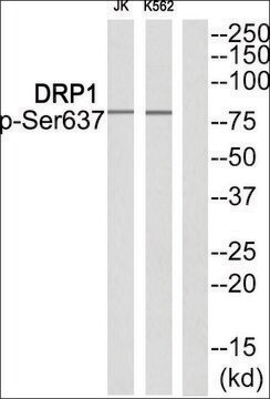 抗磷酸化DRP1 (pSer637) 兔抗 affinity isolated antibody