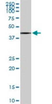 Monoclonal Anti-SLC25A16 antibody produced in mouse clone 1H7, purified immunoglobulin, buffered aqueous solution